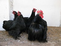 /album/galinaceos-miniaturas/mini-cochim-preto-jpg/